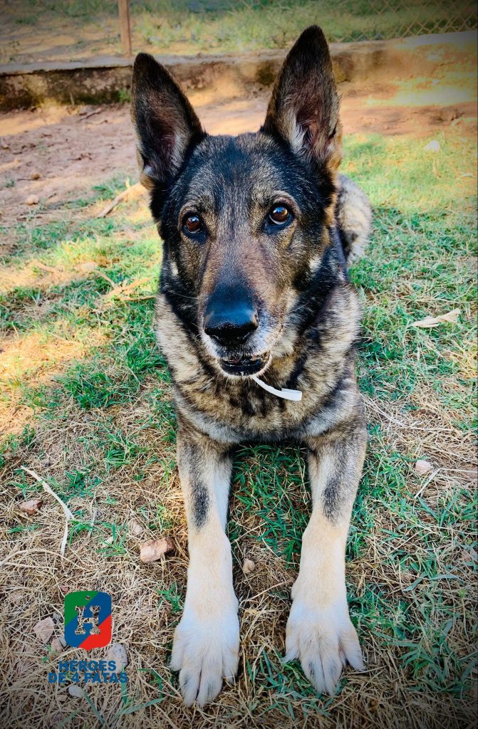 Blanca, Pastor Alemán
