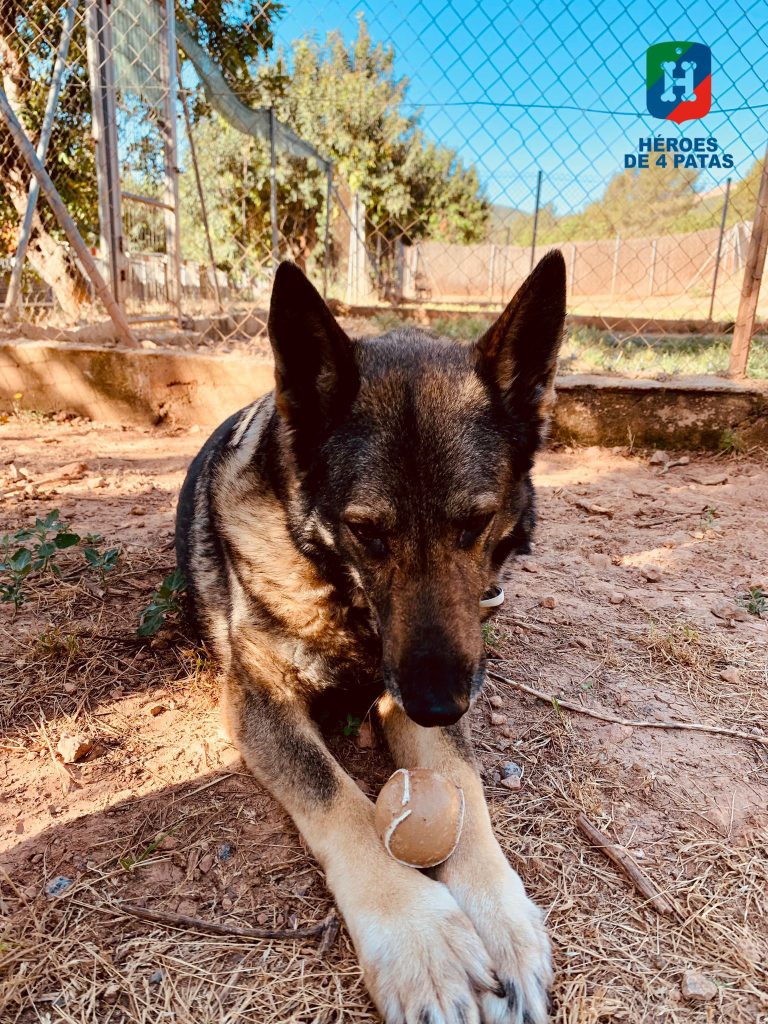 Blanca, Pastor Alemán