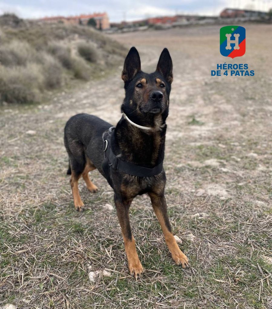 Trébol, Pastor Alemán