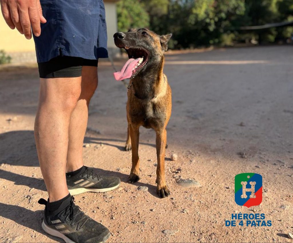 Vela, Pastor Belga Malinois