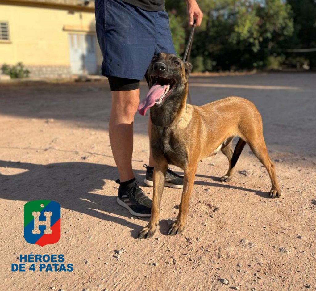Vela, Pastor Belga Malinois