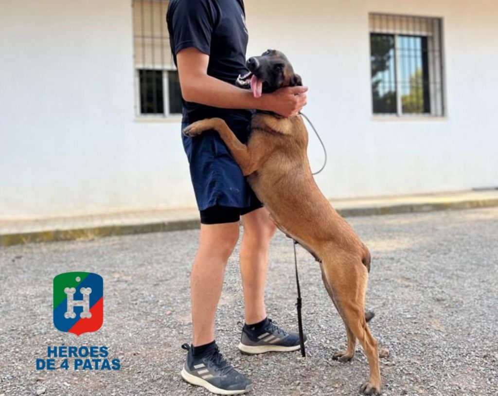 Vela, Pastor Belga Malinois