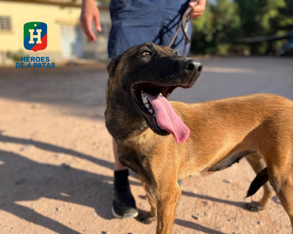 Vela, Pastor Belga Malinois