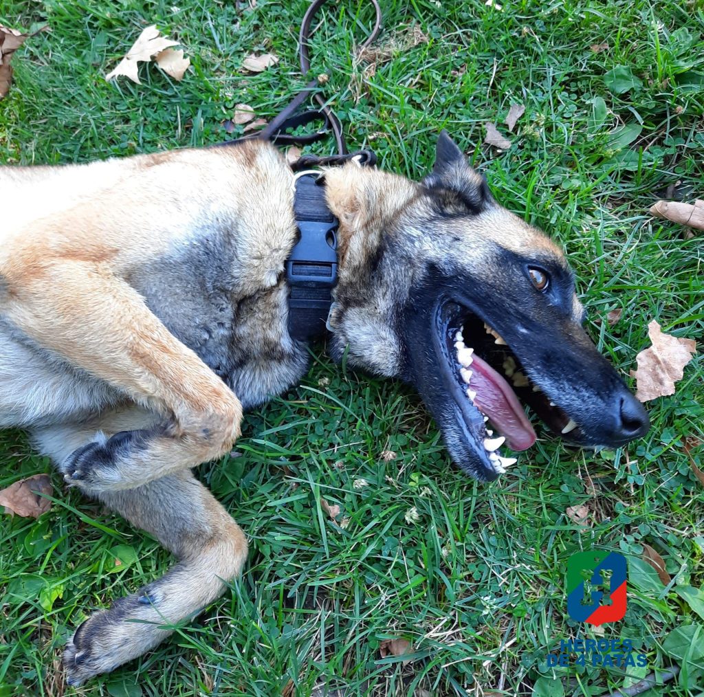 Betty, Pastor Belga Malinois