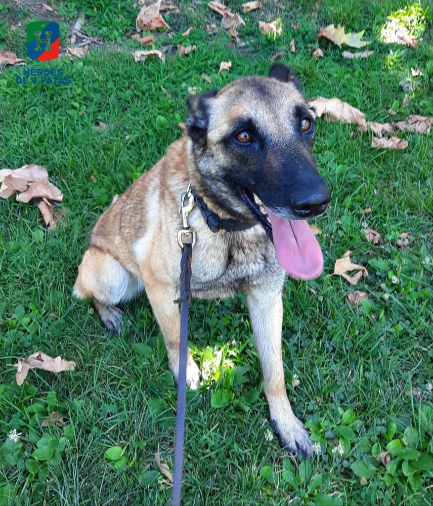 Betty, Pastor Belga Malinois