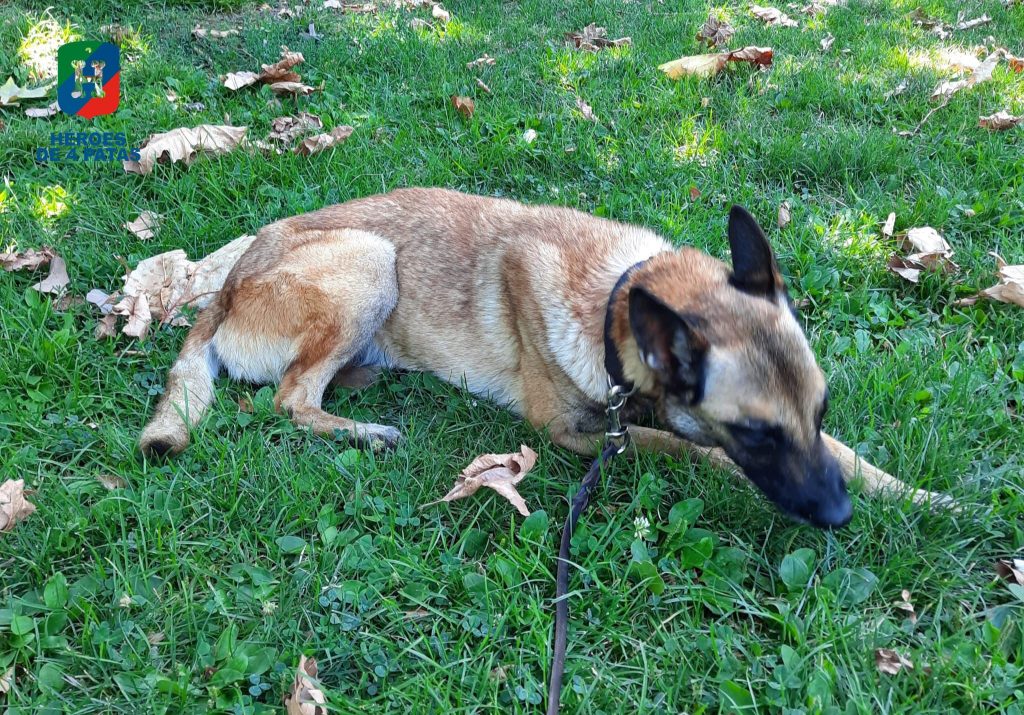 Betty, Pastor Belga Malinois