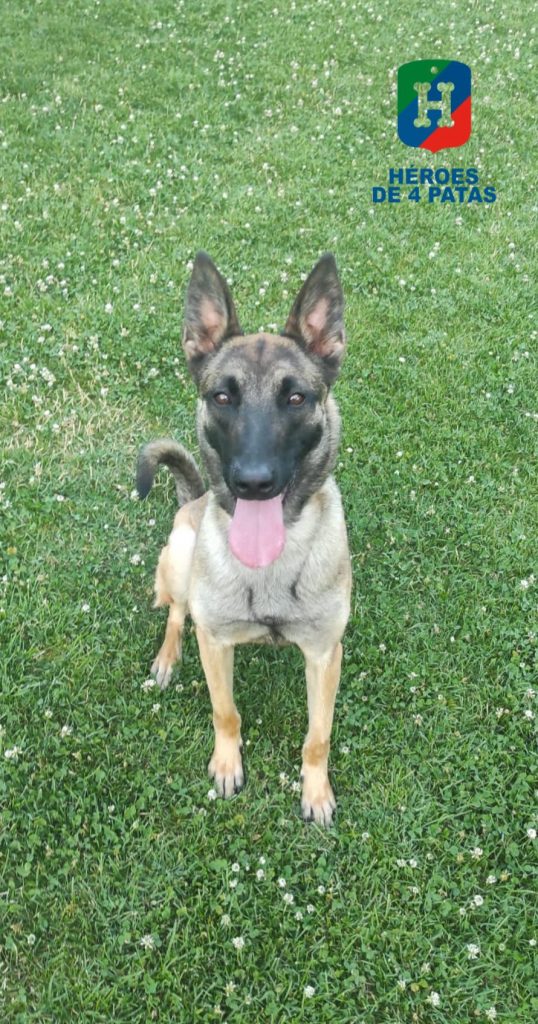 Rosa, Pastor Belga Malinois