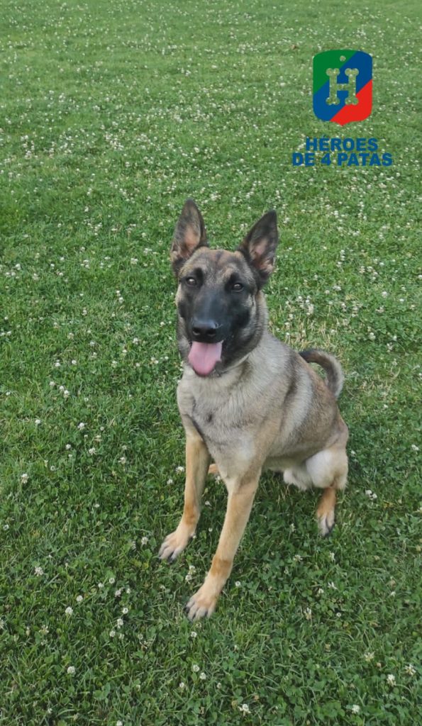 Rosa, Pastor Belga Malinois