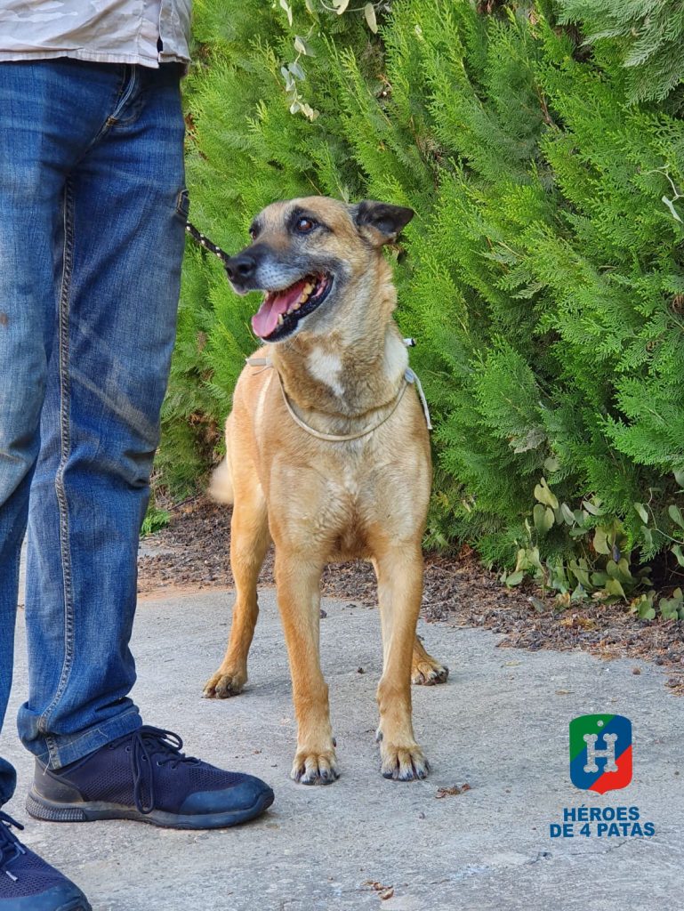 Cris, Pastor Belga Malinois