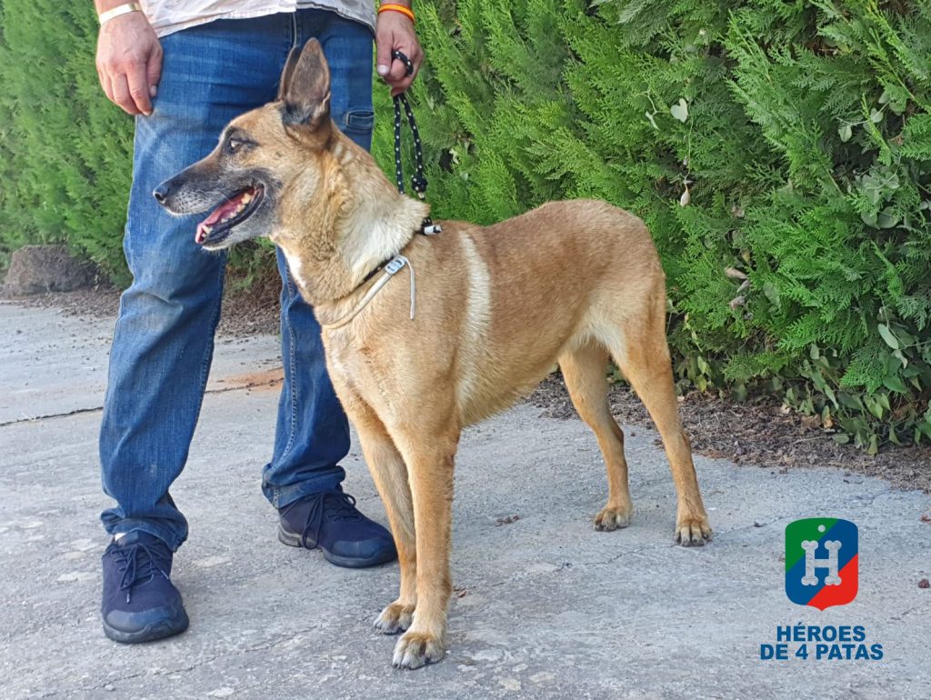 Cris, Pastor Belga Malinois