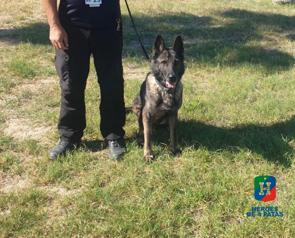 Vicky, Pastor Alemán