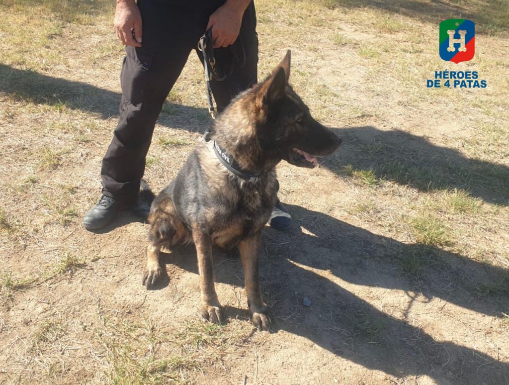 Vicky, Pastor Alemán