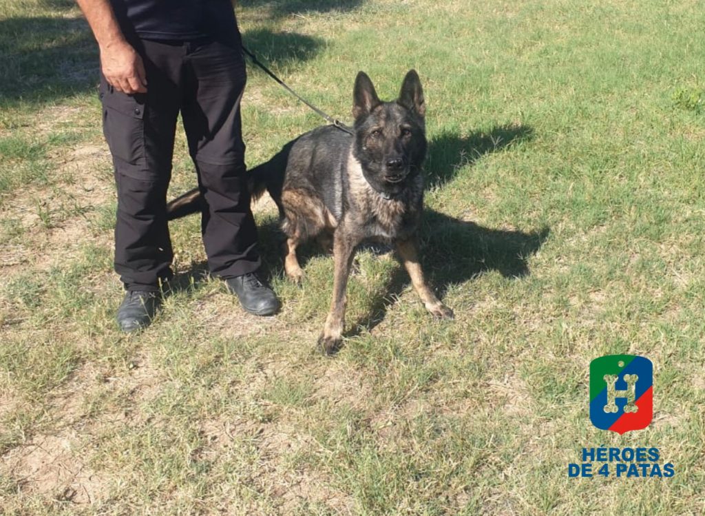 Vicky, Pastor Alemán