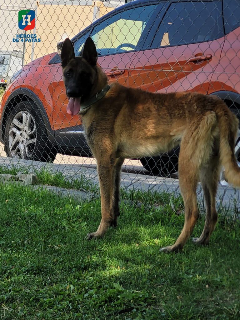 Poli, Pastor Belga Malinois