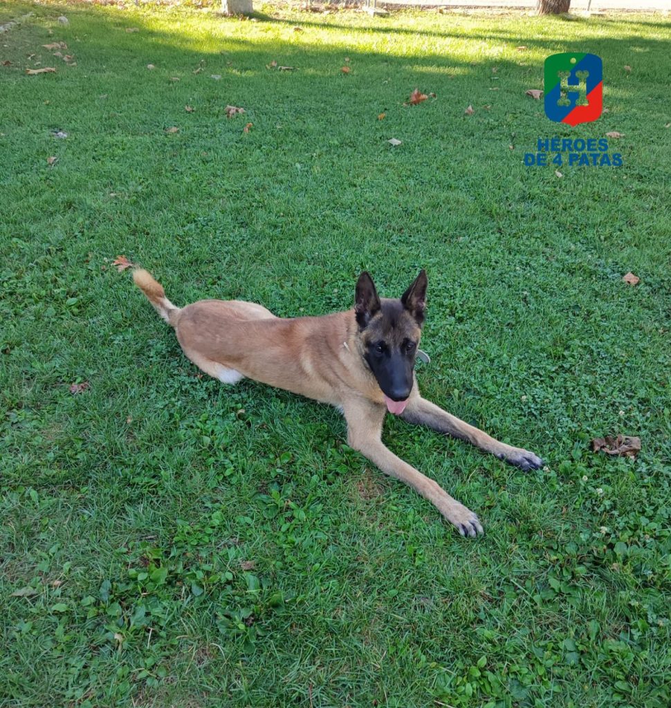 Poli, Pastor Belga Malinois