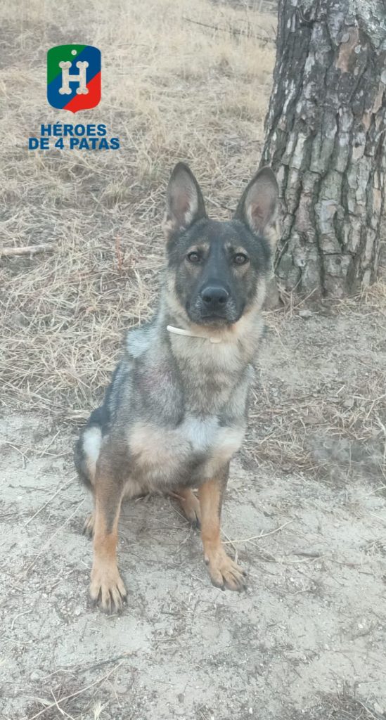 Luzja, Pastor Alemán