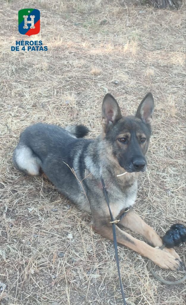 Luzja, Pastor Alemán