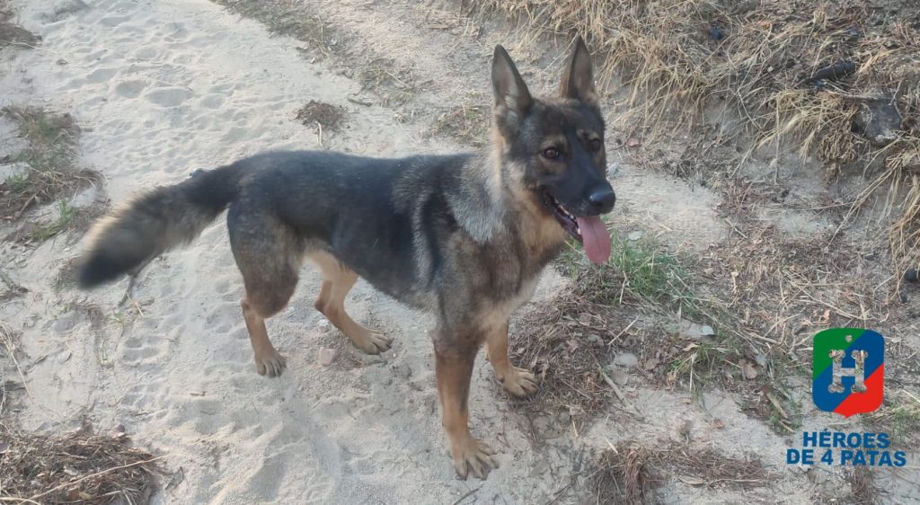 Luzja, Pastor Alemán