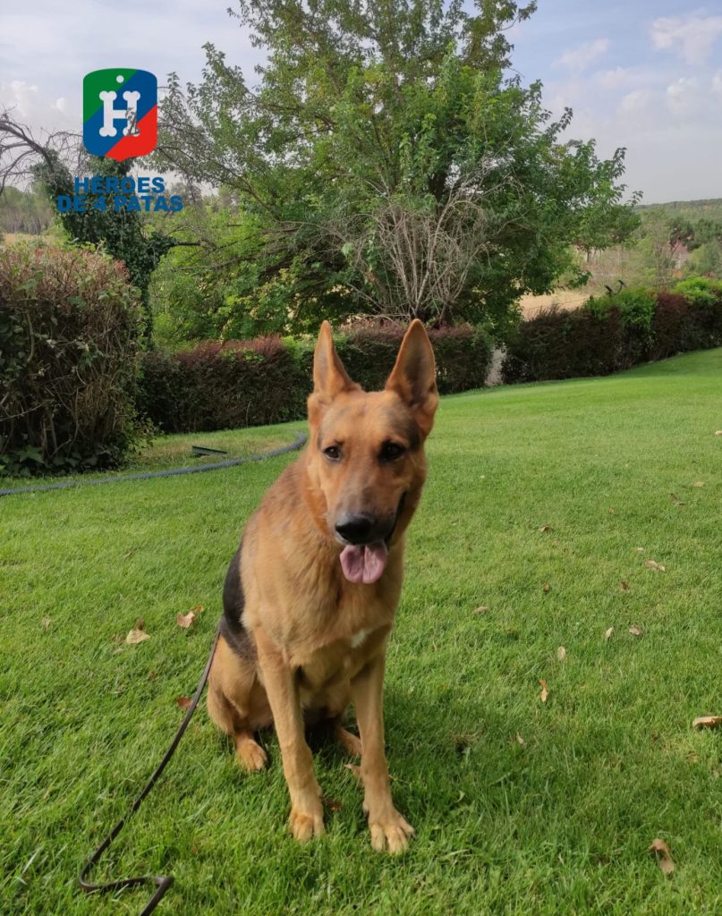 Scooby, Pastor Alemán