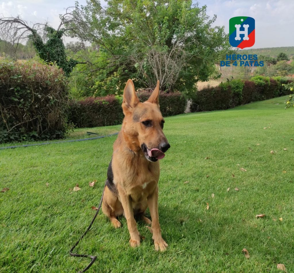 Scooby, Pastor Alemán