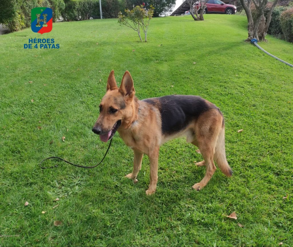 Scooby, Pastor Alemán