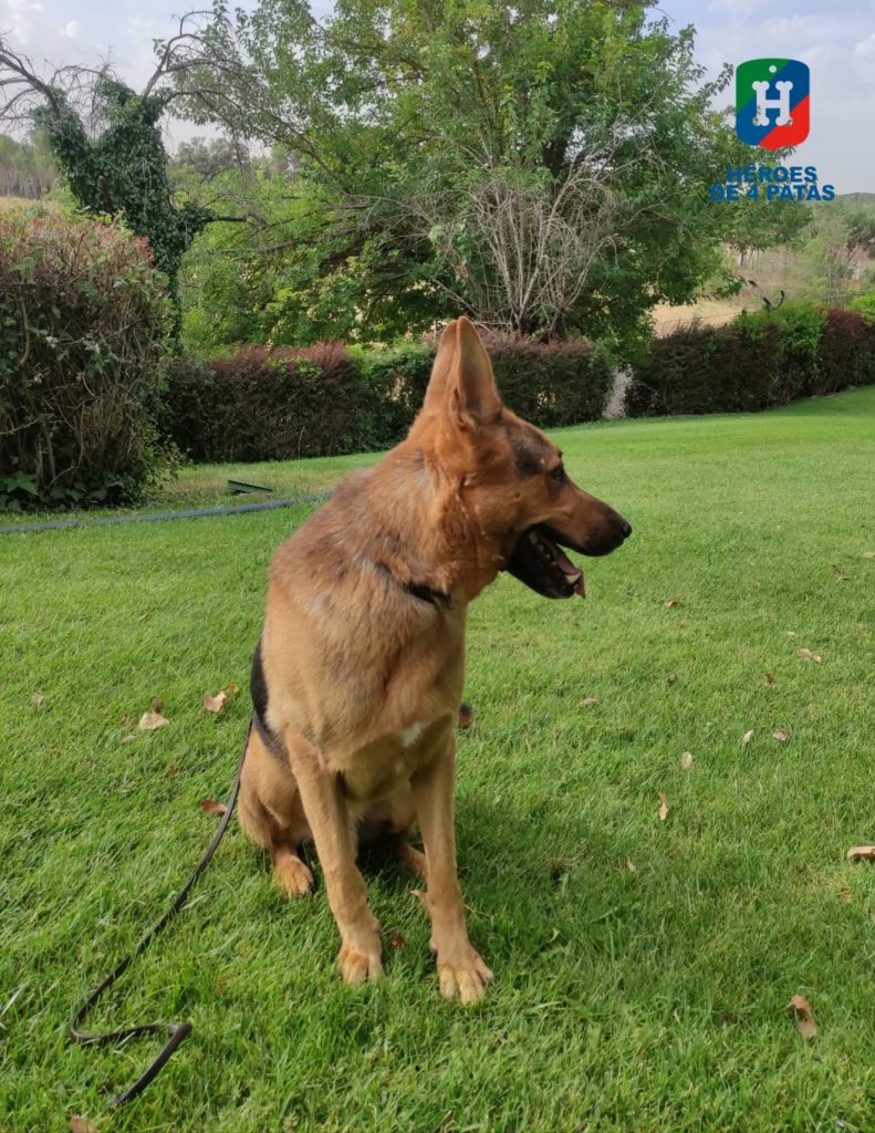 Scooby, Pastor Alemán