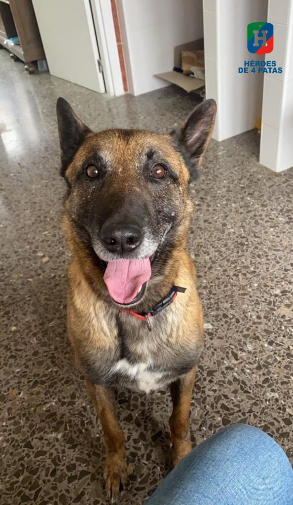 George, Pastor Belga Malinois