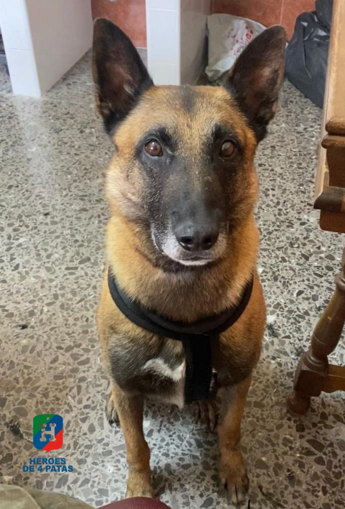 George, Pastor Belga Malinois