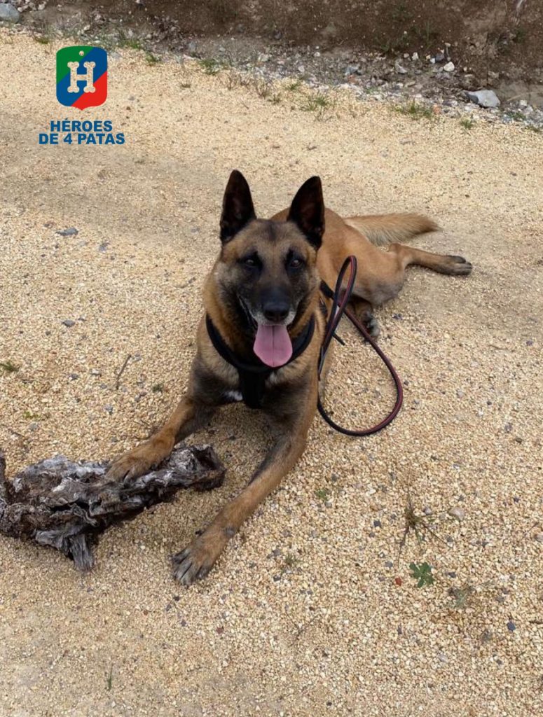 George, Pastor Belga Malinois