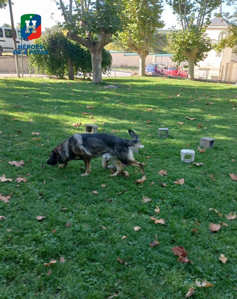 Drago, Pastor Alemán