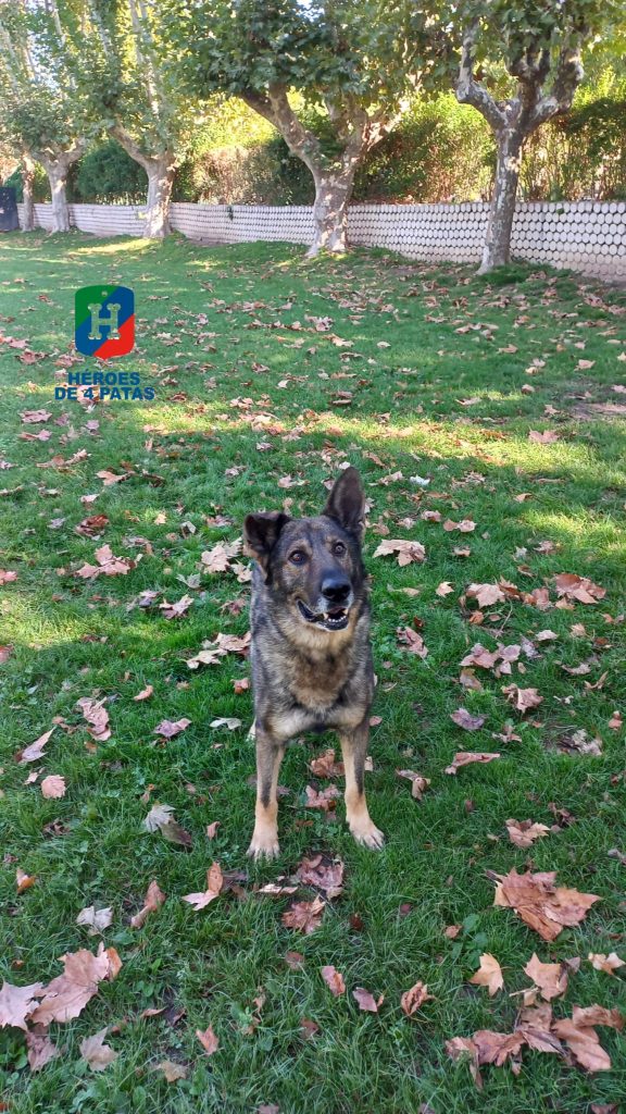 Drago, Pastor Alemán