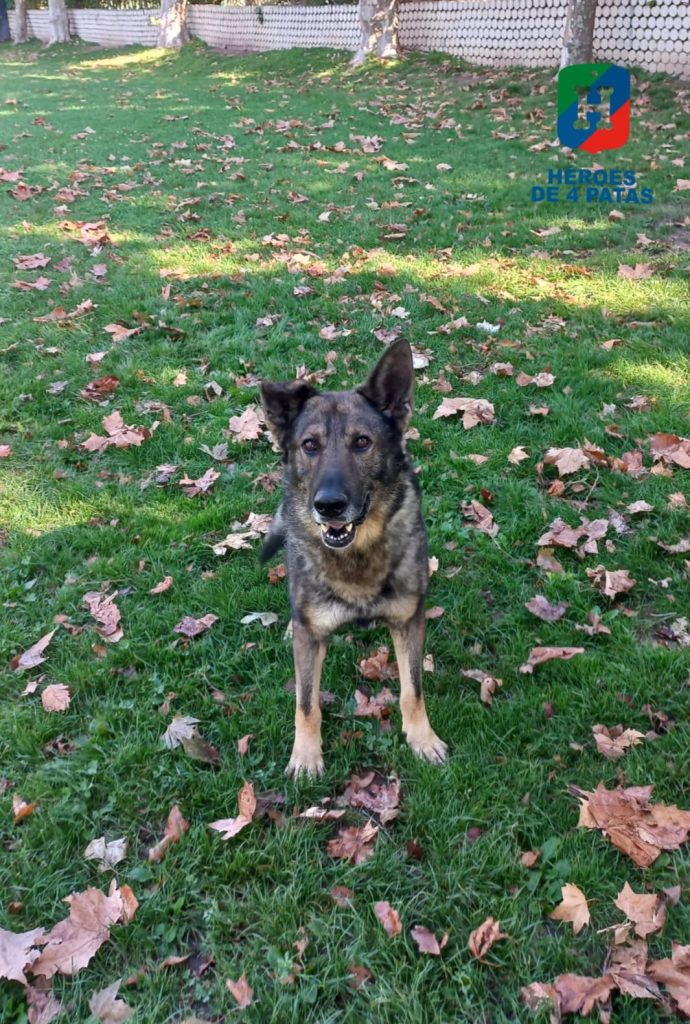 Drago, Pastor Alemán