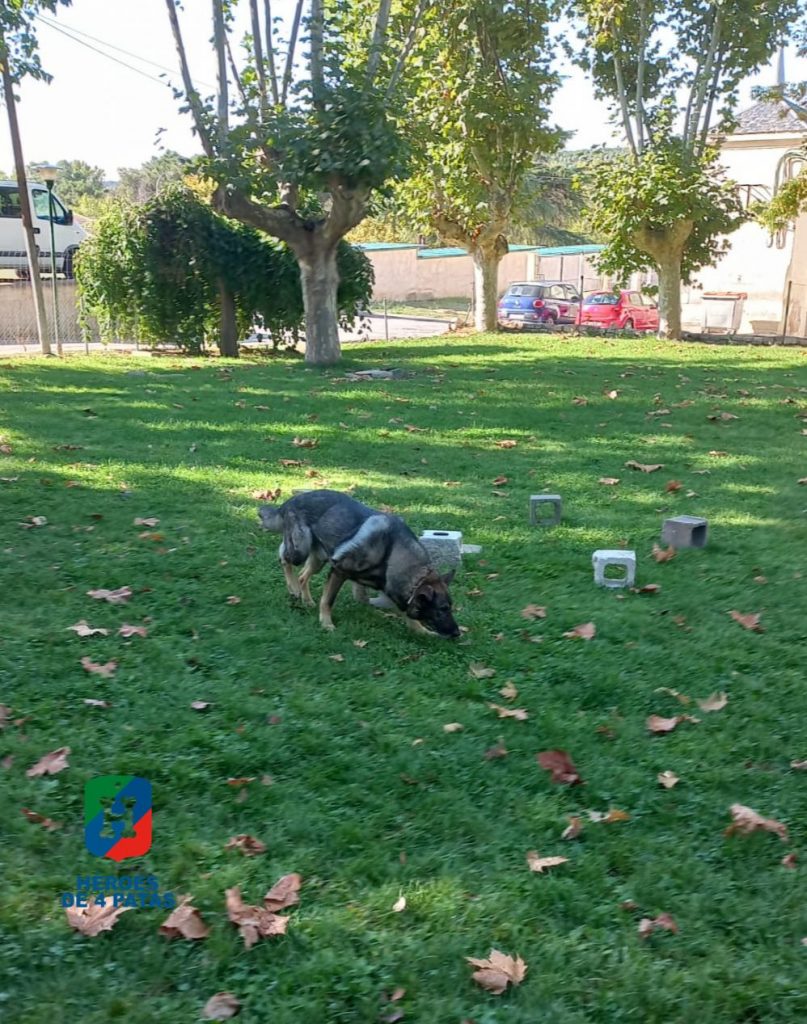 Drago, Pastor Alemán
