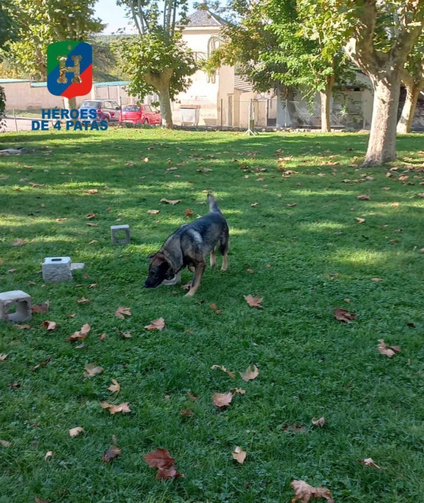 Drago, Pastor Alemán