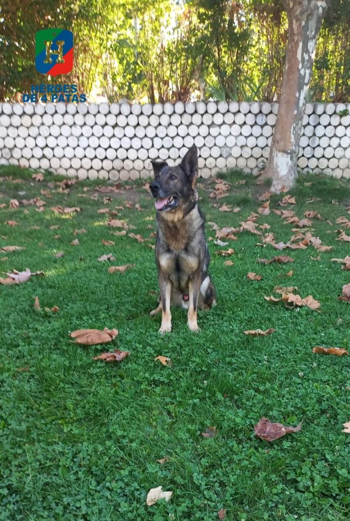 Drago, Pastor Alemán