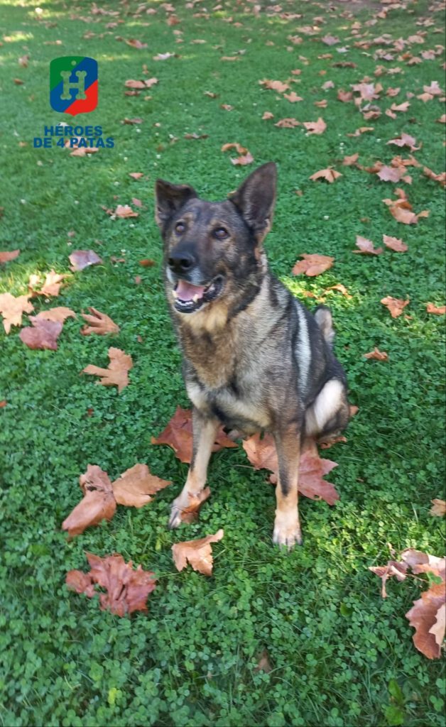 Drago, Pastor Alemán