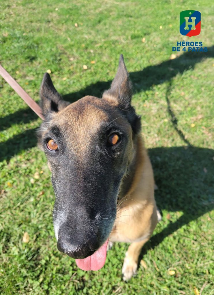 Cora, Pastor Belga Malinois