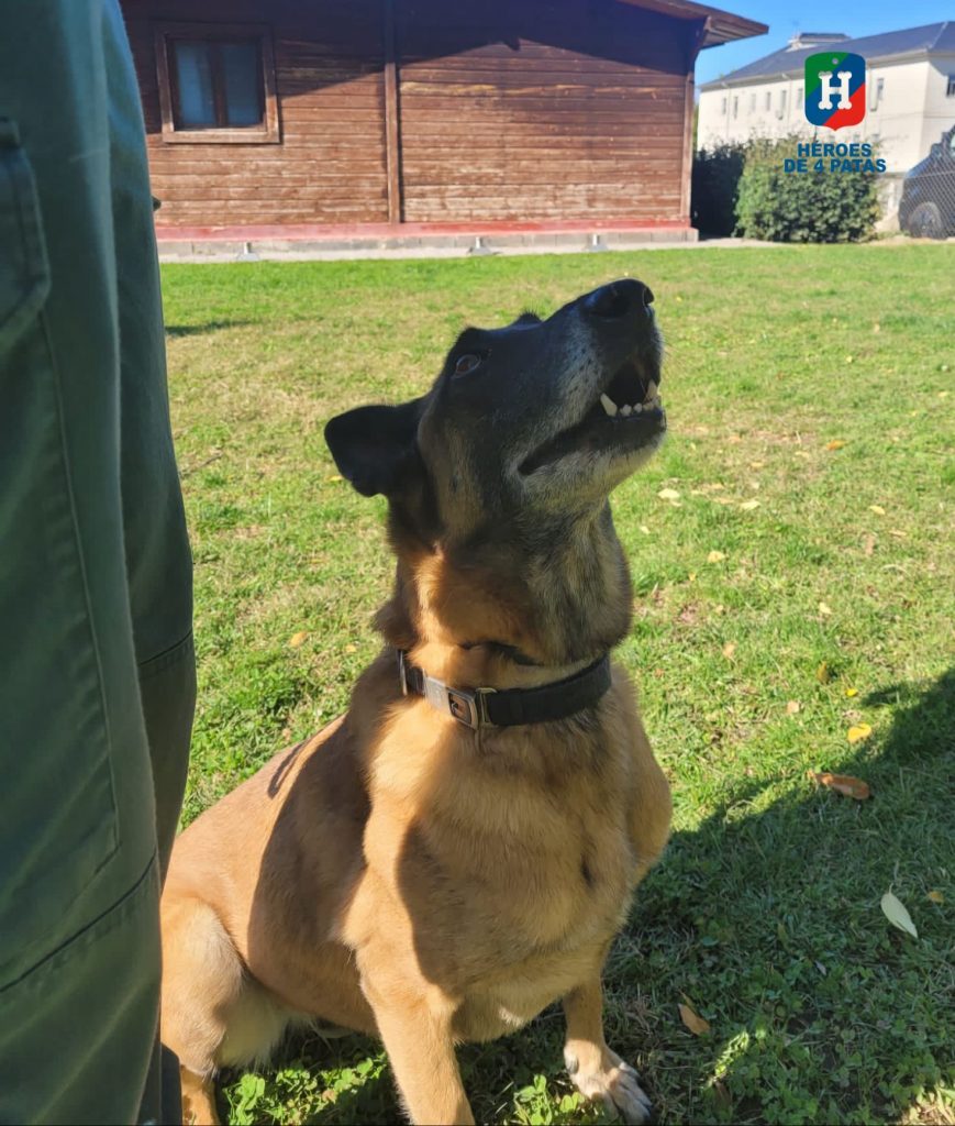 Cora, Pastor Belga Malinois
