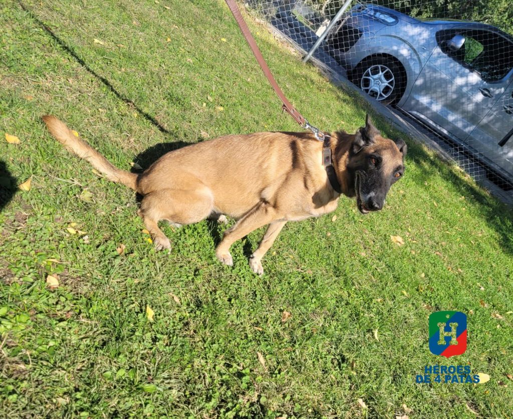 Cora, Pastor Belga Malinois