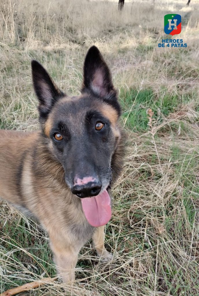 Cholo, Pastor Belga Malinois