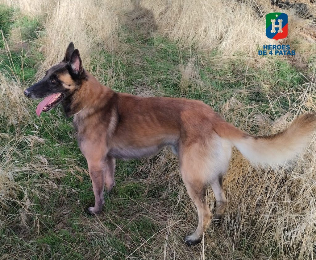 Cholo, Pastor Belga Malinois
