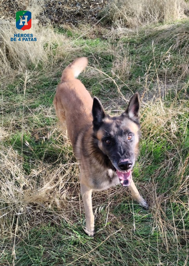 Cholo, Pastor Belga Malinois