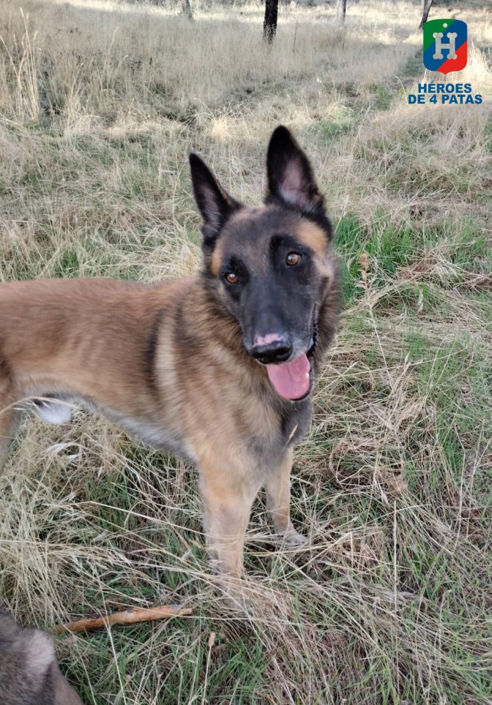 Cholo, Pastor Belga Malinois