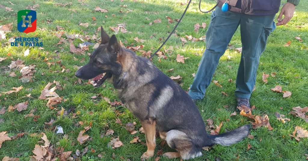 Ares, Pastor Alemán