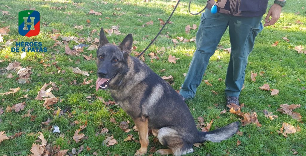 Ares, Pastor Alemán