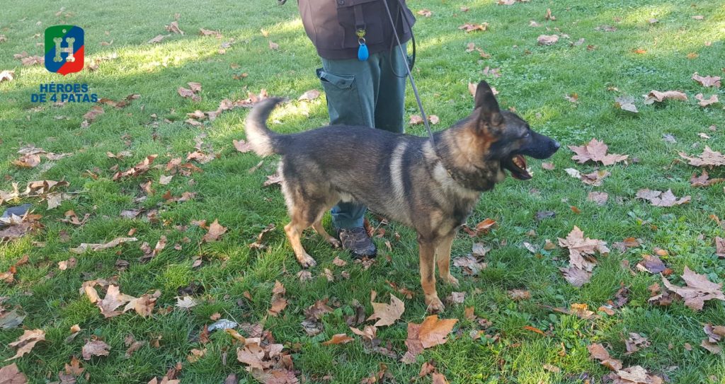 Ares, Pastor Alemán