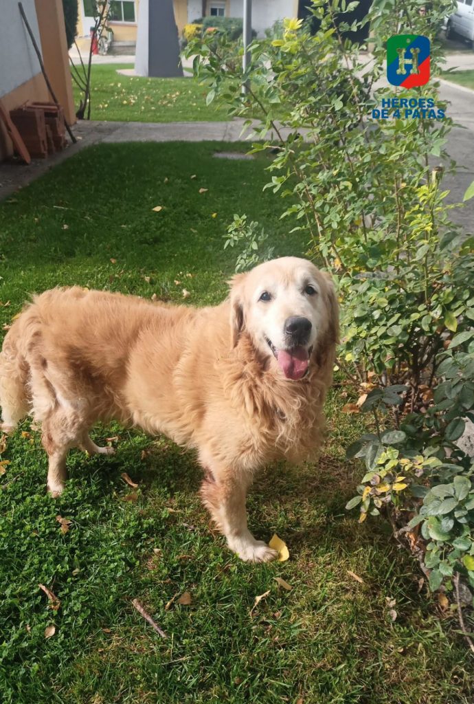 Astor, Labrador - Golden