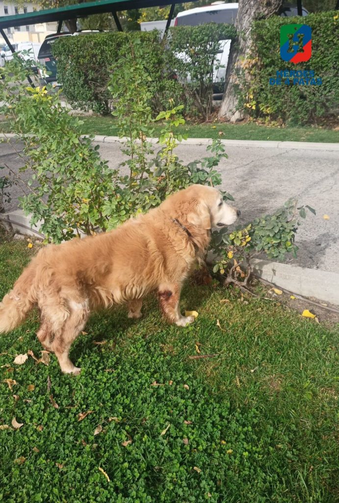 Astor, Labrador - Golden
