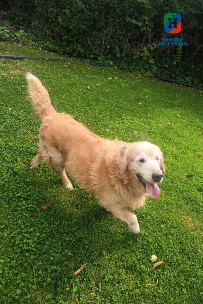 Astor, Labrador - Golden