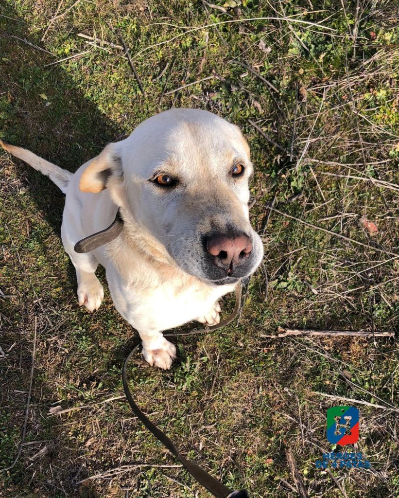 Zou, Labrador Retriever